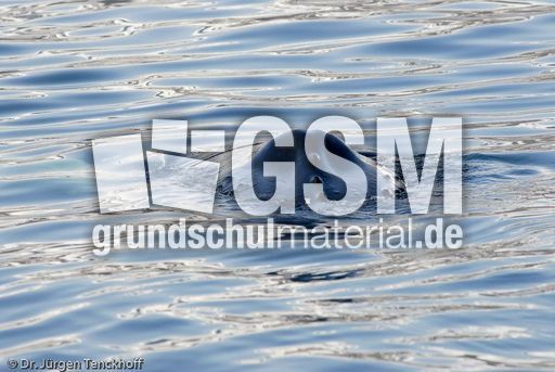 Buckelwal (29 von 57).jpg